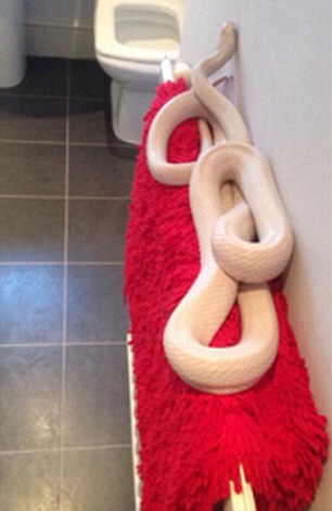 Змея в ванной. Фото: MailOnline