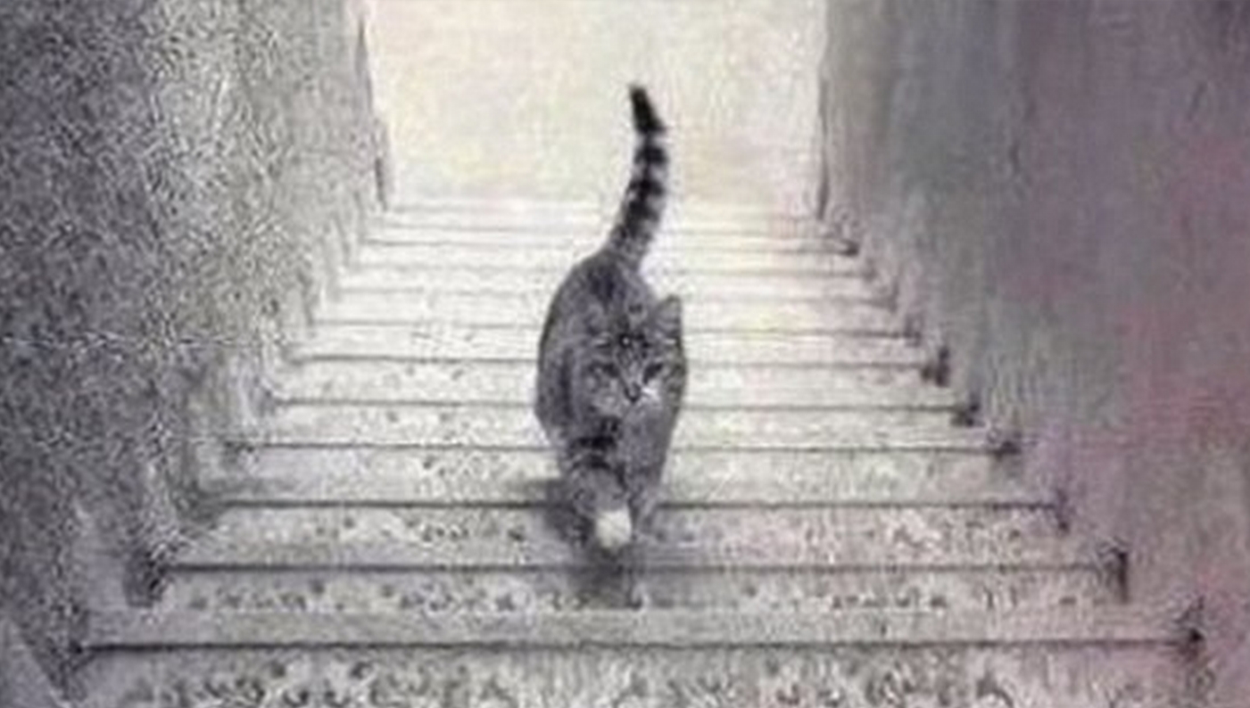 Кот поднимается наверх или спускается вниз?