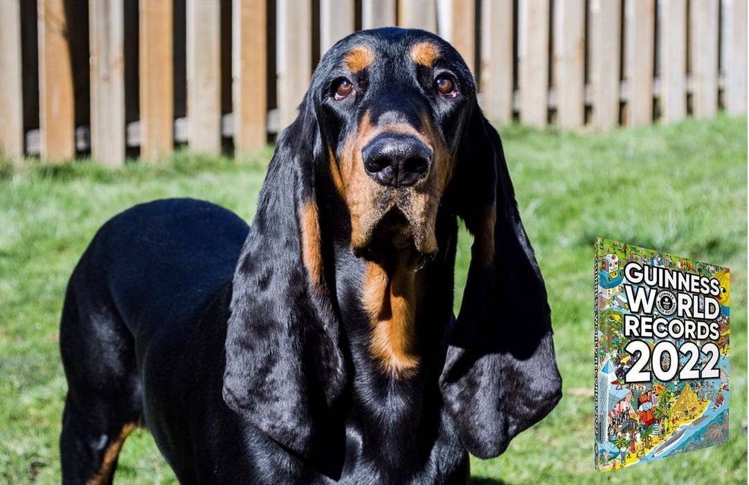 Собака с самыми длинными ушами попала в Книгу рекордов Гиннеса 