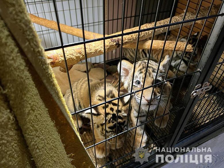 У Києві затримали зловмисників, які торгували тиграми й єнотами