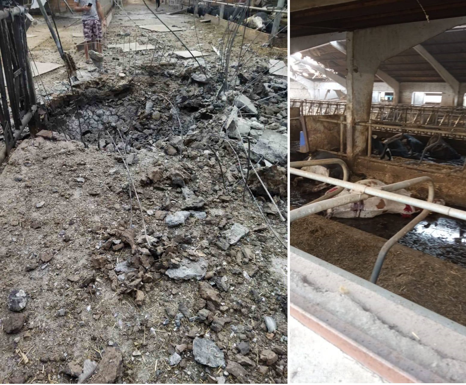 Окупанти обстріляли ферму "Росія" в Запорізькій області: загинуло тисячу одиниць худоби