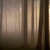 В Волынской области сутки искали ученицу, потерявшуюся в лесу