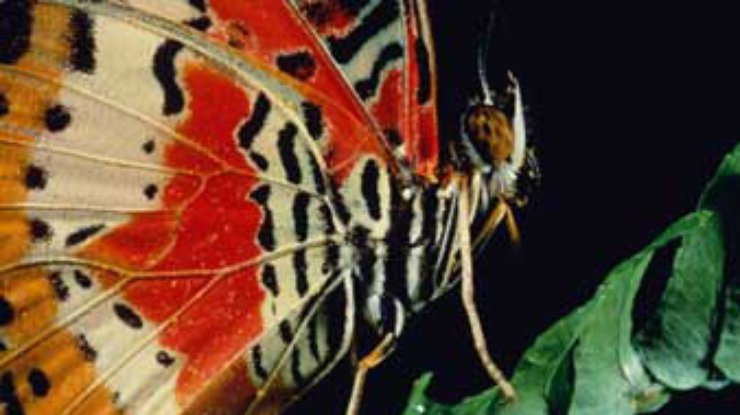 Мексика переживает нашествие королевских бабочек