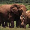 Стадо надоедливых слонов переселено в заповедник
