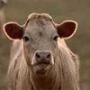 В Словении отмечена вторая вспышка "коровьего бешенства"