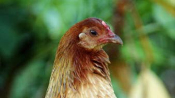 Запрещен импорт мяса птицы из США