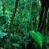 Индонезия просит "Гринпис" помочь спасти тропические леса страны