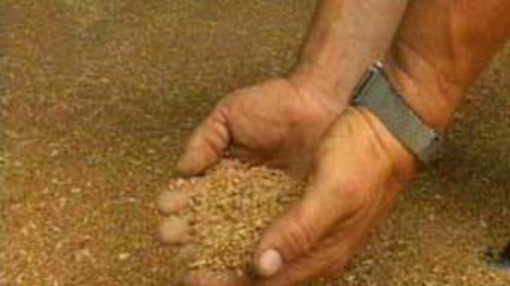 Цены на зерно в Украине в июле-августе снизятся на 5-7%