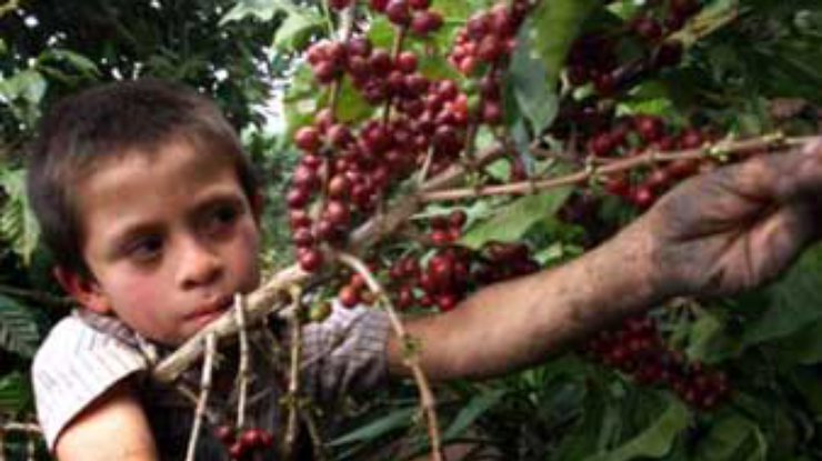 Кофе поможет в борьбе с сельскохозяйственными вредителями