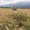 ЕС урежет дотации на сельское хозяйство