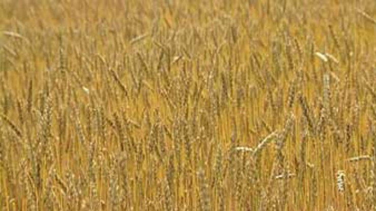 В Запорожской области урожай зернобобовых культур составит 1,8 миллиона тонн