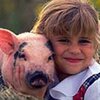 Голландские свиньи останутся дома