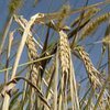Урожай пшеницы в Украине в 2002 году уменьшится на 18%