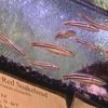 Власти США запретили ввоз на территорию страны хищной рыбы - змееголова