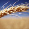 Украинская пшеница будет конкурировать с американской