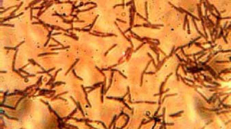 Американские ученые создают первую искусственную бактерию