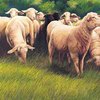 Ветслужба запретила импорт овец из двух регионов России