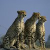 Индийские ученые планируют клонировать исчезнувших гепардов