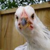 Курицу заставляют писать в Twitter ради рекорда (видео)