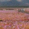 В Чили зацвела самая сухая пустыня на планете (фото)