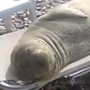 Тюлень позагорал на лежаке элитного пляжа Бельгии (видео)