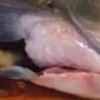 Рыба-зомби внезапно ожила после приготовления (видео)