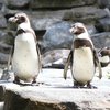 В Дании пингвины организовали побег из зоопарка (видео)