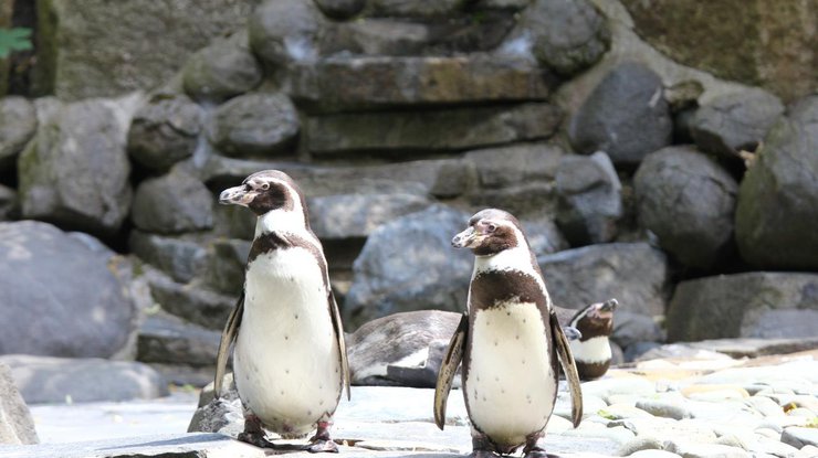 Пингвины попытались сбежать из зоопарка