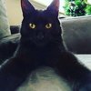 Черные коты нуждаются в сочувствии из-за суеверий (фото)