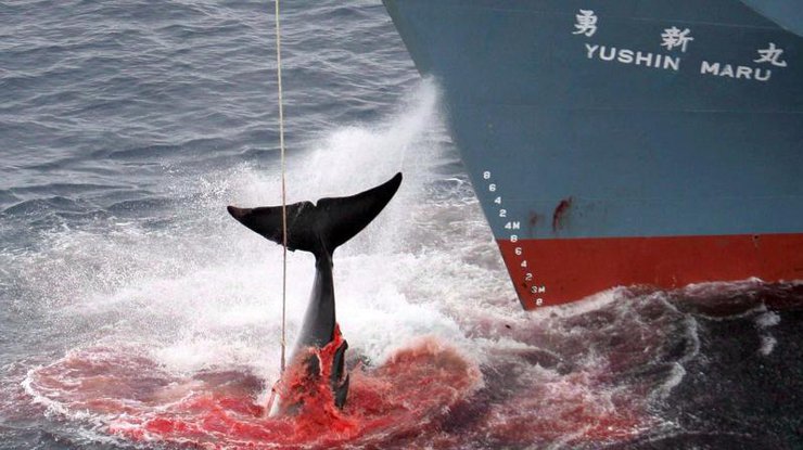 Япония начинает уничтожение китов вопреки запретам ООН