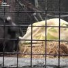 В зоопарке Ялты обезьяны спасаются от холода под одеялами (видео)