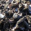 На Донбассе нашествие миллиардов опасных грызунов (фото)