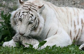 В Крыму два зоопарка объявили протест няше Поклонской