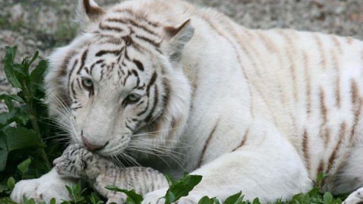 В зоопарках Крыма умирают тигрята