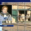 В зоопарках Крыма от холода умирают животные