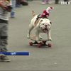 Пес у Перу проїхався на скейтборді між ногами 30 людей