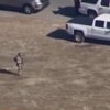 В Калифорнии на месте перестрелки обнаружили бомбу (видео)
