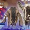 Колядку "Тиха ніч" виконали кози (відео)