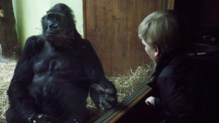 В Киевский зоопарк зовут посетителей устроить обезьянам Новый год
