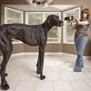 Самые большие собаки мира шокируют размерами (фото)