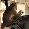 В Индии обезьяна украла автобус со спящим водителем