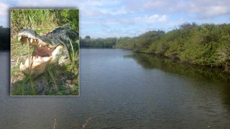 4-метровый аллигатор съел 22-летнего парня