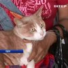 В Перу ветеринар лікує домашніх улюбленців з трущоб