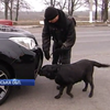 На дорогах Полтавщини собаки шукають зброю