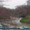 В Японію прийшла весна - там зацвіли сакури