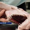 В Австралії рибалки виловили рідкісну акулу-гобліна