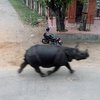 В Непале носорог насмерть затоптал пожилую женщину (фото)