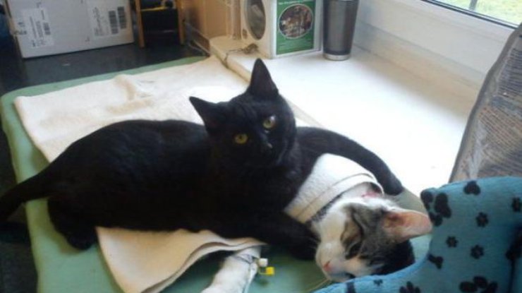Кот Радеменес стал медбратом в приюте для животных. Фото imgur.com