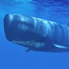 Ученых шокировала встреча кашалота с подводной лодкой (видео)