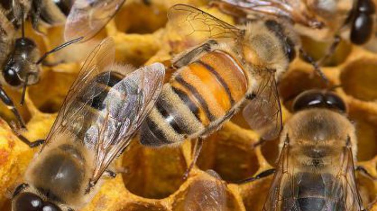 В аварии погибло более миллиона пчел